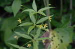 Whorled yellow loosestrife